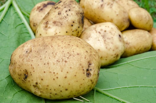 Potato crop large tubers for salad leaf closeup