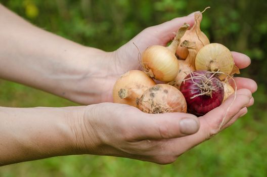 Large crop of onions in the late summer closeup outdoors
