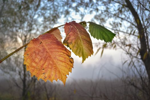 The last autumn leaves on a branch, on nature background