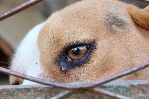 picture of a beagle dog in cage, freedom concept