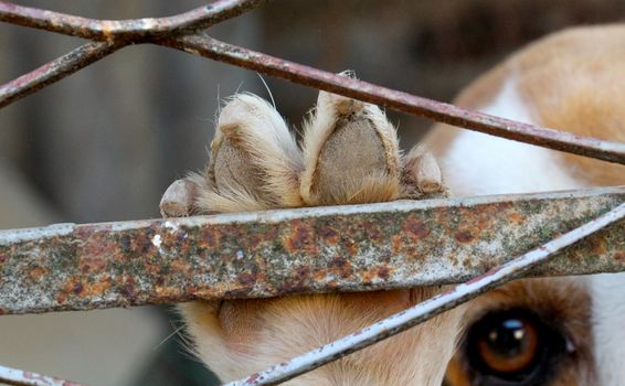 picture of a beagle dog in cage, freedom concept