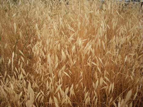 wild dry grass like wheat