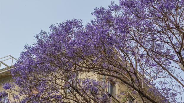 Flowering tree lilac flowers. Bells on the lilac tree