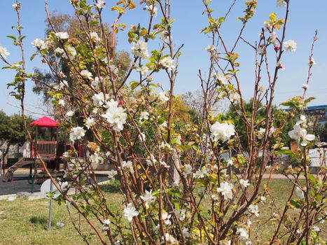 on the tree blossomed white flowers Spring came