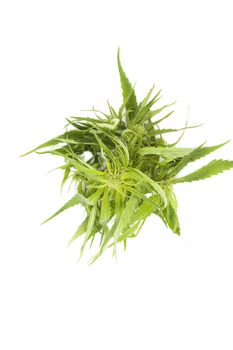 Cannabis background with copy space. Buds and leaves on white background, top view.