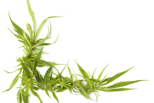 Cannabis background with copy space. Buds and leaves on white background, top view.