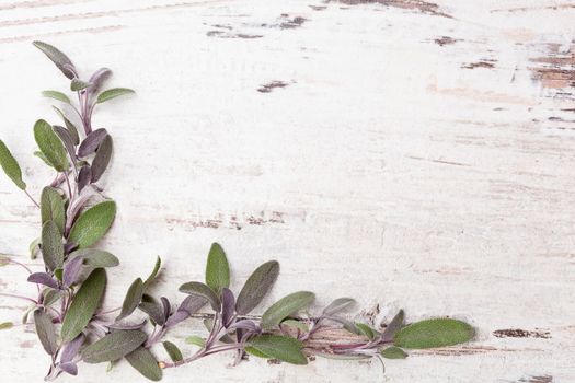 Sage herb on white wooden rustic background with copy space. Alternative herbal medicine background with copy space.