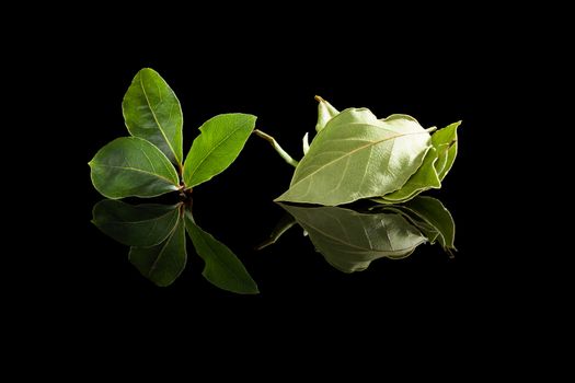 Dry and fresh bay leaves isolated on black background. Culinary herb, cooking ingredient and medical herb. 