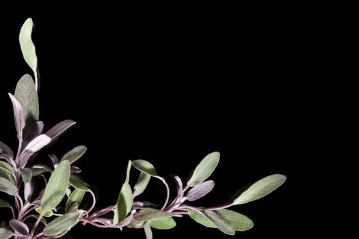 Sage herb on black background with copy space. Alternative herbal medicine background with copy space.
