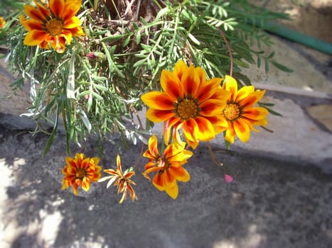 beautiful colored daisies bloom in the flowerbed