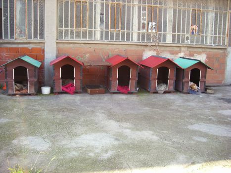 Some dog kennels, where dogs feel at ease
