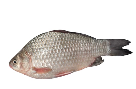The freshest catch awaits cooking.Isolated on a white background.