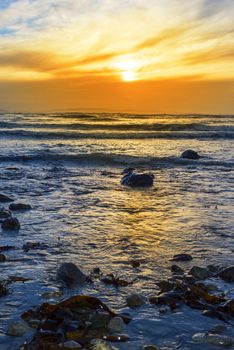 seaweed at rocky beal beach near ballybunion on the wild atlantic way ireland with a beautiful yellow sunset