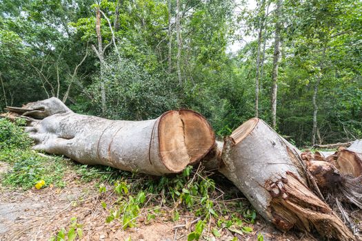 Big tree cut down in the forest, deforestation or global warming concept, environmental issue