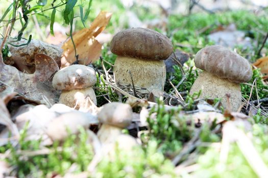 Many little ceps grow in the deciduous forest, close-up photo