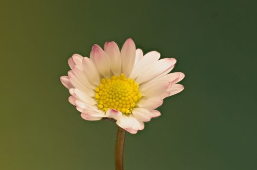 Daisy Flower on green Background  -  Bellis perennis