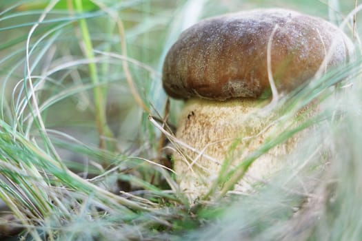 The big boletus grow in the grass, close-up photo