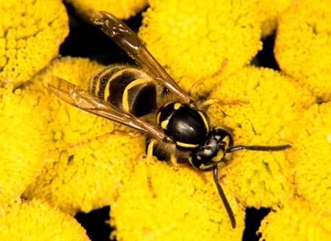 Common yellow jacket is beutiful and dangerous