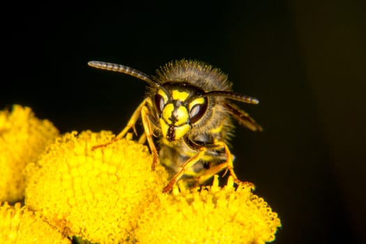 Common wasp portrait on bright yellow flowers