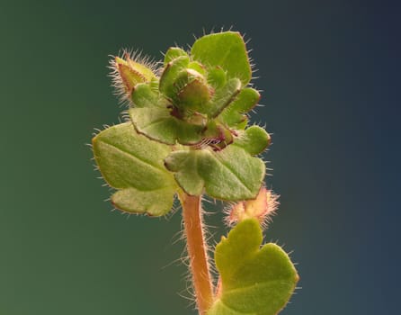 Veronica flower on green Background  -  Veronica hederifolia