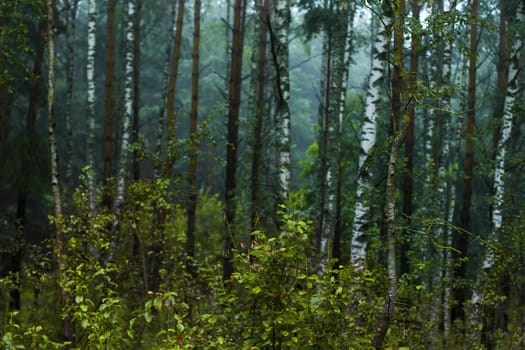 Green summer birch forest in Russia, Tula