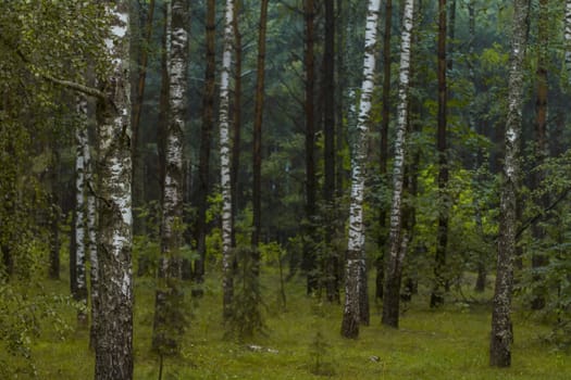 Green summer birch forest in Russia, Tula