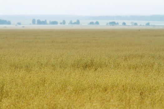 Yellow wheat fields in Russia, late summer