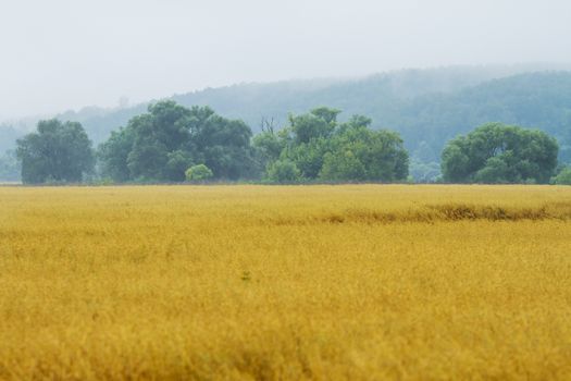 Yellow wheat fields in Russia, late summer