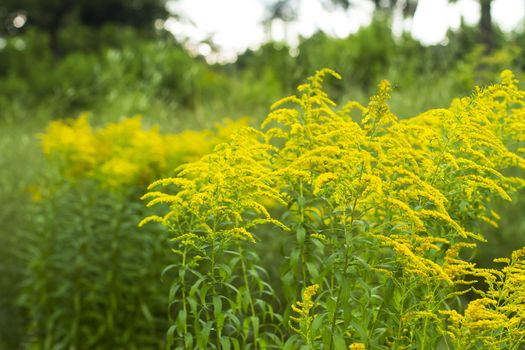 Yellow flowers in green Russian summer forest