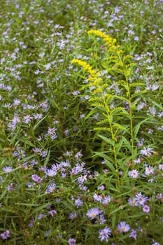 Violet and yellow flowers field in Russia