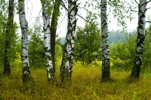 Green summer birch forest in Russia, Tula