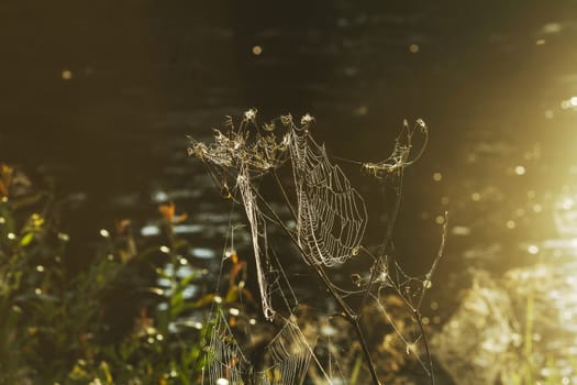 Spider web shaking on wind in forest