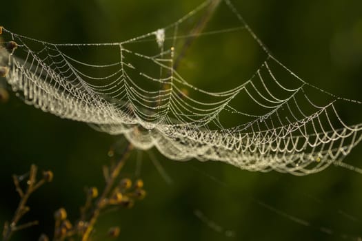 Spider web shaking on wind in forest