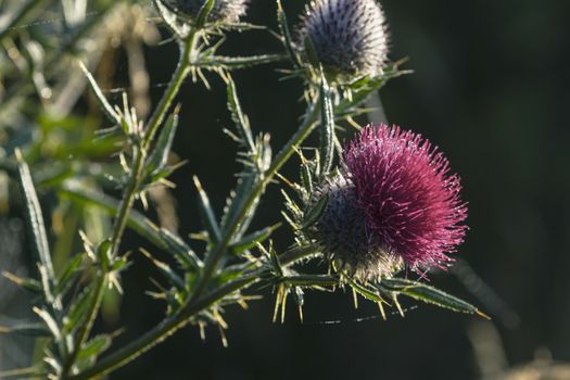 Flower thorn in a forest in Russia