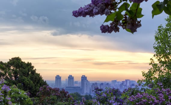 Spring sunrise in Kiev Botanical Garden through lilac blossoms