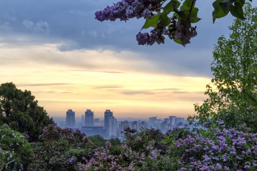 Spring sunrise in Kiev Botanical Garden through lilac blossoms overlooking the left bank of the Dnieper river
