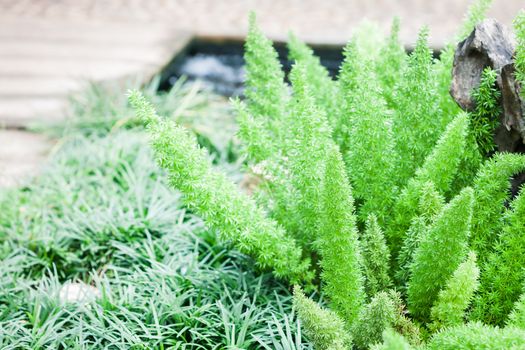Green plant decorated in home garden, stock photo