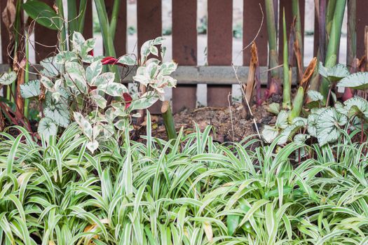 Green plant decorated in home garden, stock photo