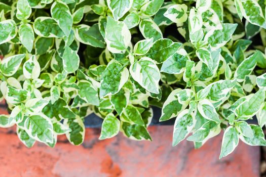 Green plant decorated in home garden, stock photo