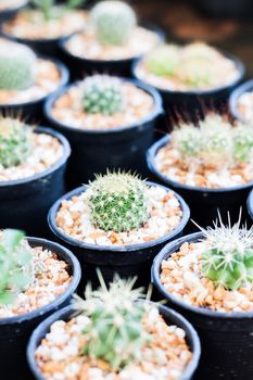 Cactus in pots in home garden, stock photo