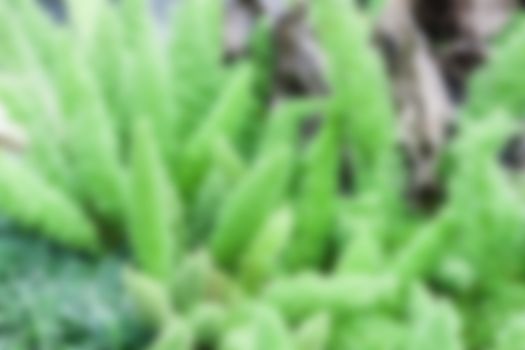 Abstract green nature blur backgroundnatural, stock photo