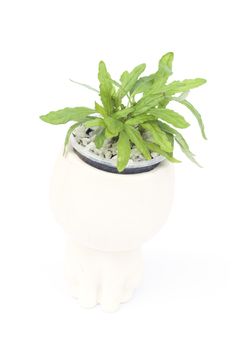 Green plant in pot isolated on white background, stock photo