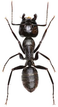 Carpenter Ant on white Background  -  Camponotus vagus (Scopoli, 1763)