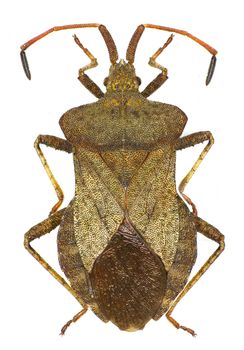 Dock Leaf Bug on white Background  -  Coreus marginatus ( Linnaeus, 1758)