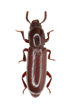 Darkling Beetle Corticeus on white Background  - Corticeus unicolor  (Piller & Mitterpacher 1783)