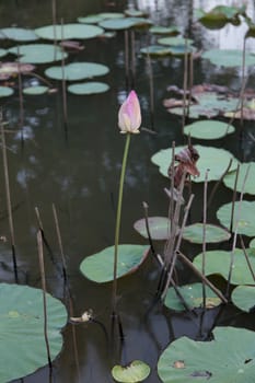 Pink Lotus in water pond