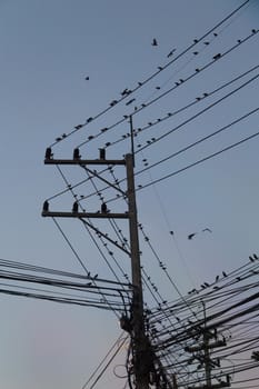 Many Birds on Electric Wire and communication wire
