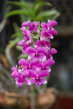 Beautiful Pink Violet Orchid in nature