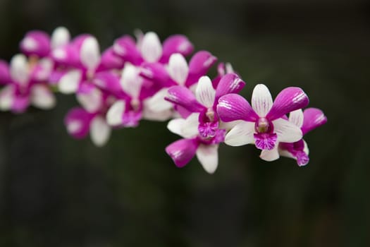 Beautiful Pink Violet Orchid in nature