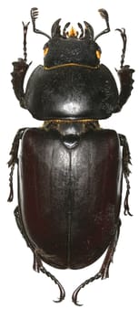 The stag beetle on white Background  -  Lucanus cervus (Linnaeus, 1758)